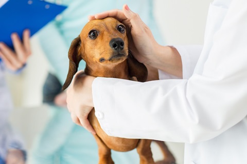 Studienplatzklage Tiermedizin